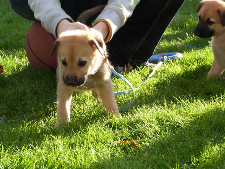 chinook dog